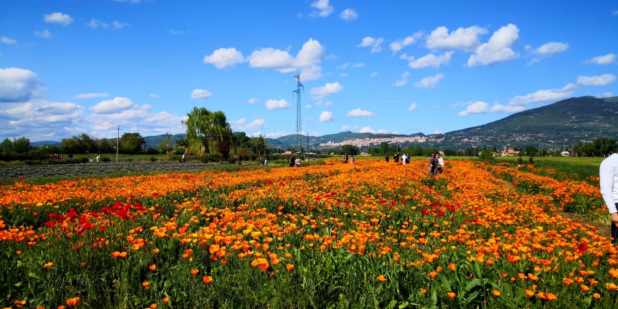 papaveri della California, papavero Californiano, escolzia, Eschscholzia californica, papaveri vendita, dove acquistare i papaveri, piante perenni vendita online, vivaio online, vivaio papaveri, vendita semi di papavero, papaveri arancioni, papaveri bianchi, escolzia, vendita escolzia, Papaveri della California, festa dei papaveri, festa di primavera, campi di papaveri in Italia, dove vedere campi di papaveri, foto sui campi di papaveri, fotografare i papaveri, dove fotografare papaveri