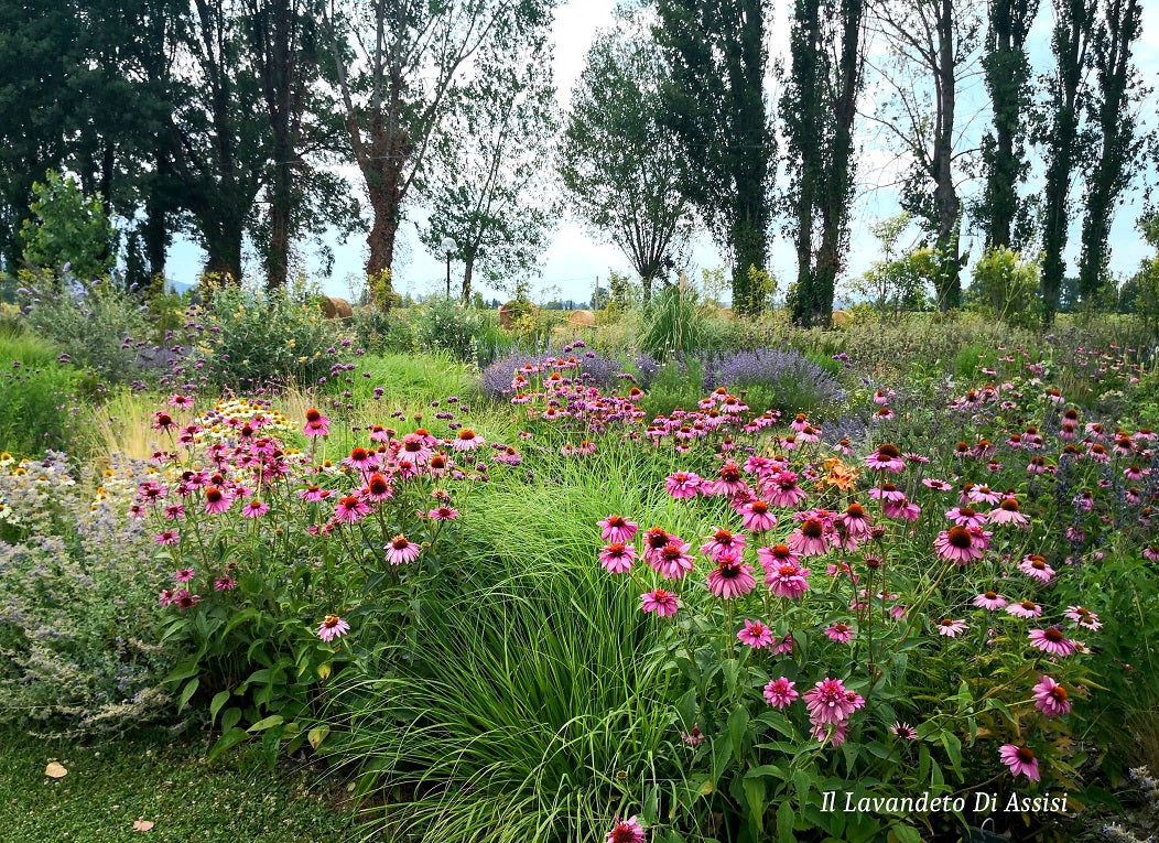 giardino delle erbacee perenni, vendita erbacee perenni, erbacee perenni vendita online, vivaio erbacee perenni online, vendita piante online, vendita lavanda, fiere dei fiori in Italia, fiere dei fiori Umbria