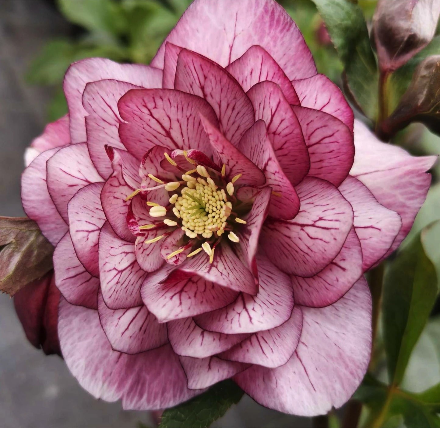 Helleborus orientalis Magic Double Pink elleboro con fiori doppi rosa a fioritura invernale