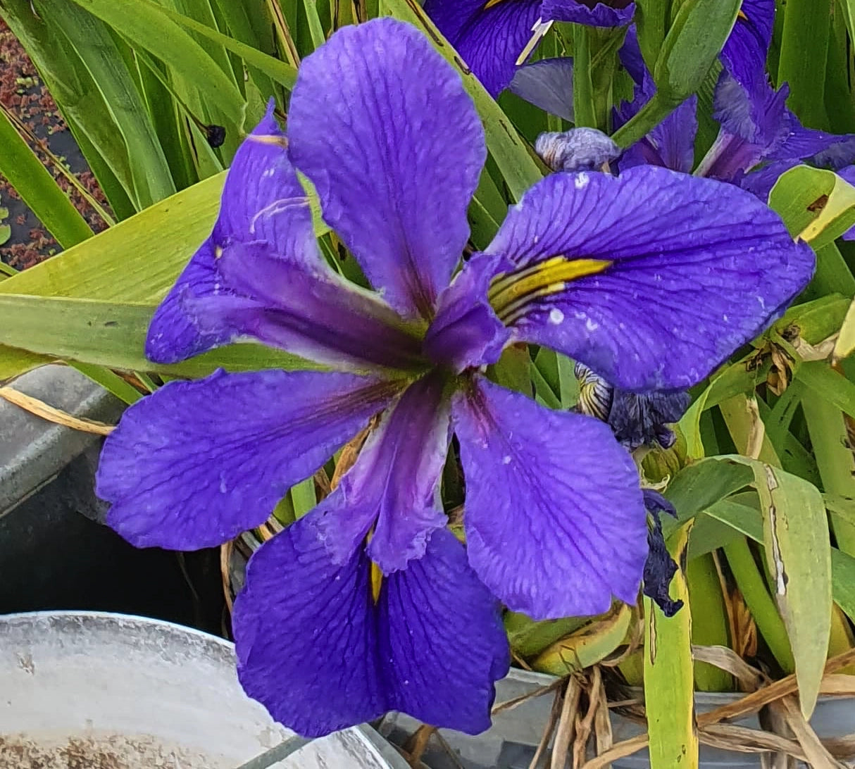 Iris louisiana blu in fiore, pianta palustre con grandi fiori blu-viola, venduta in rizoma per laghetti e bordi umidi.