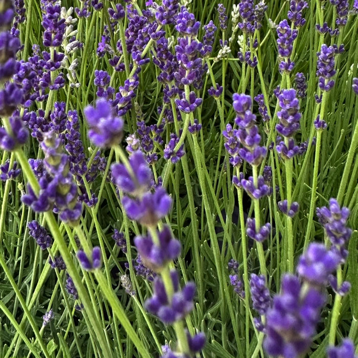 Lavanda nana Hidcote Blue (Lavandula angustifolia), pianta compatta e profumata ideale per bordure e vasi