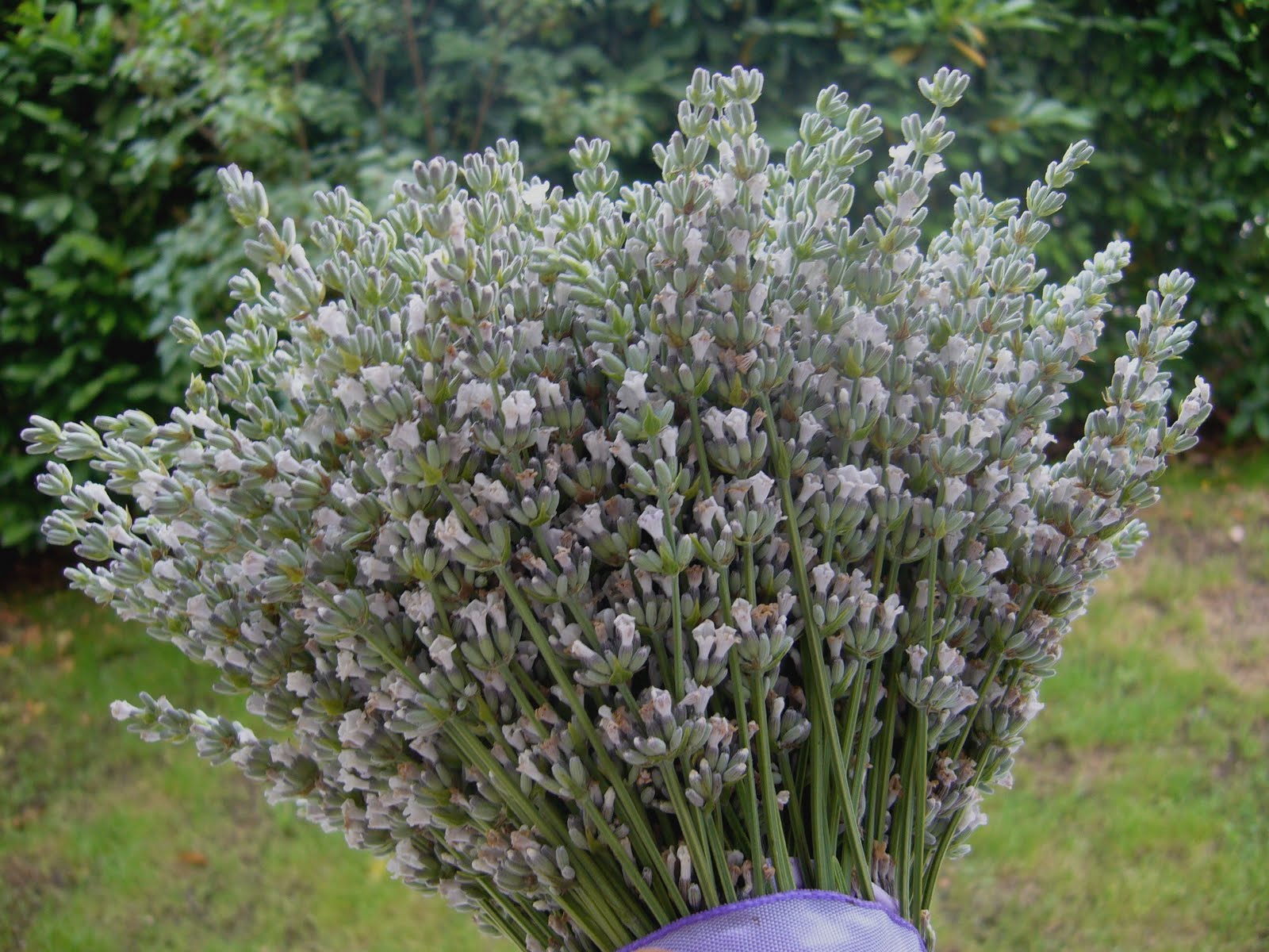lavanda bianca, mazzi di lavanda bianca, addobbo con lavanda, addobbi per matrimonio con lavanda, bouquet lavanda, addobbi per matrimonio e cerimonie, bouquet sposa