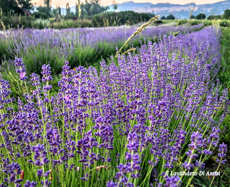 Campi di lavanda in Italia, Festa delle lavanda in Umbria, cosa vedere in Umbria