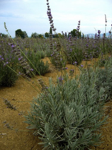 lavanda offerta, lavanda vendita online, vivaio lavanda, lavanda in vaso, vendita lavanda, lavanda vendita. piante di lavanda,