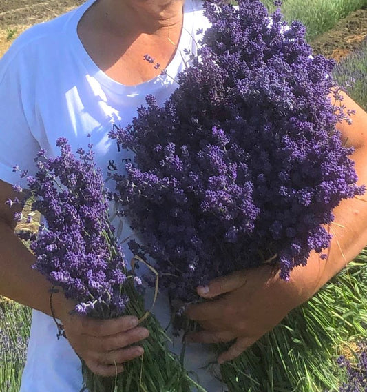 Mazzi di lavanda fresco blu. N. 5 mazzi