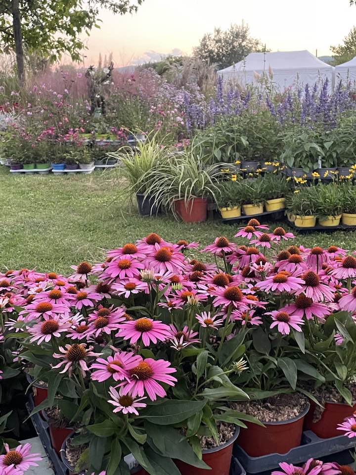 eventi in Umbria, eventi Assisi, manifestazioni in Umbria, Perugia flower show, festival dei fiori, eventi in Umbria oggi,