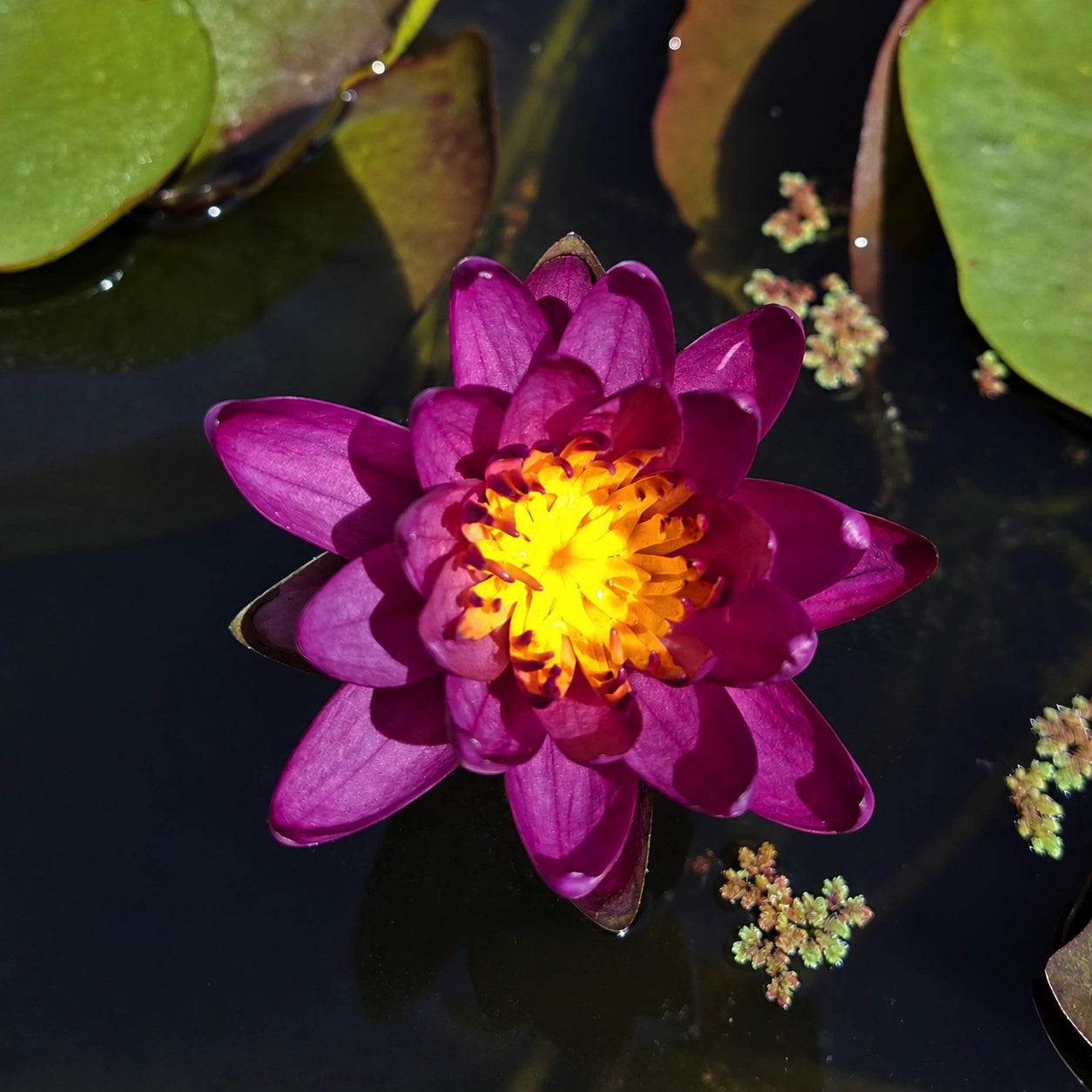 Ninfea Nymphaea Thailand Purple con grandi fiori viola e foglie galleggianti, ideale per laghetti ornamentali, vasche e giardini acquatici.