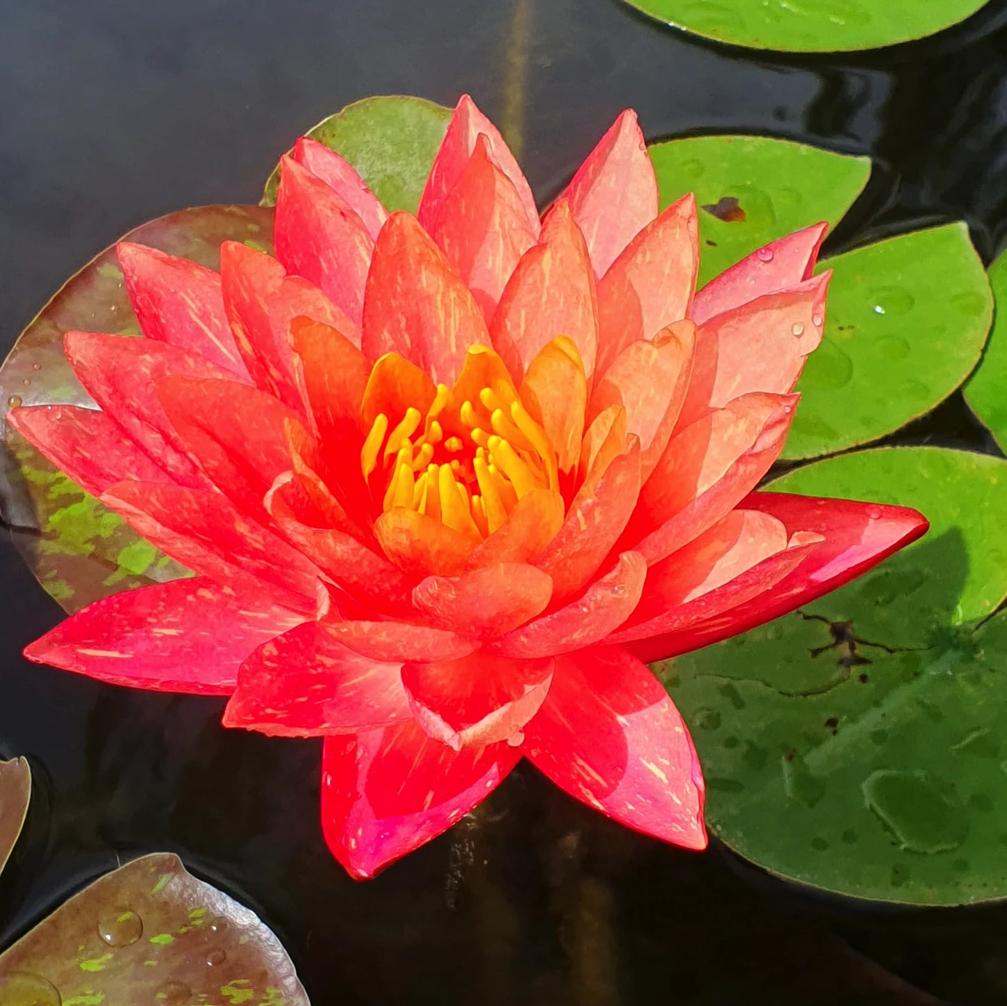 Ninfea ‘Perry’s Red Star’ in fiore, ninfea perry's red star, vendita ninfee online,
pianta acquatica con fiori rosso rubino, profumata e rustica. Rizoma ideale per laghetti e vasche ornamentali.