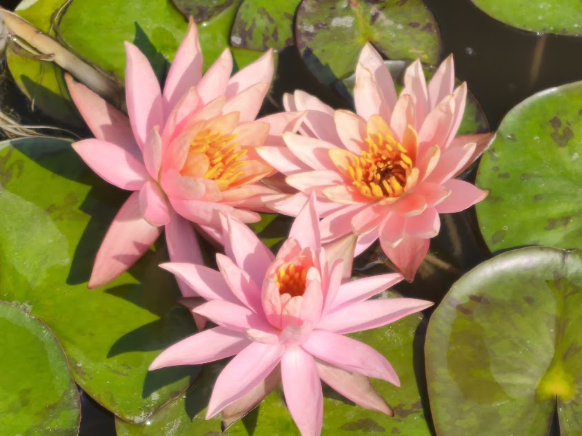 Salmon pink water lily