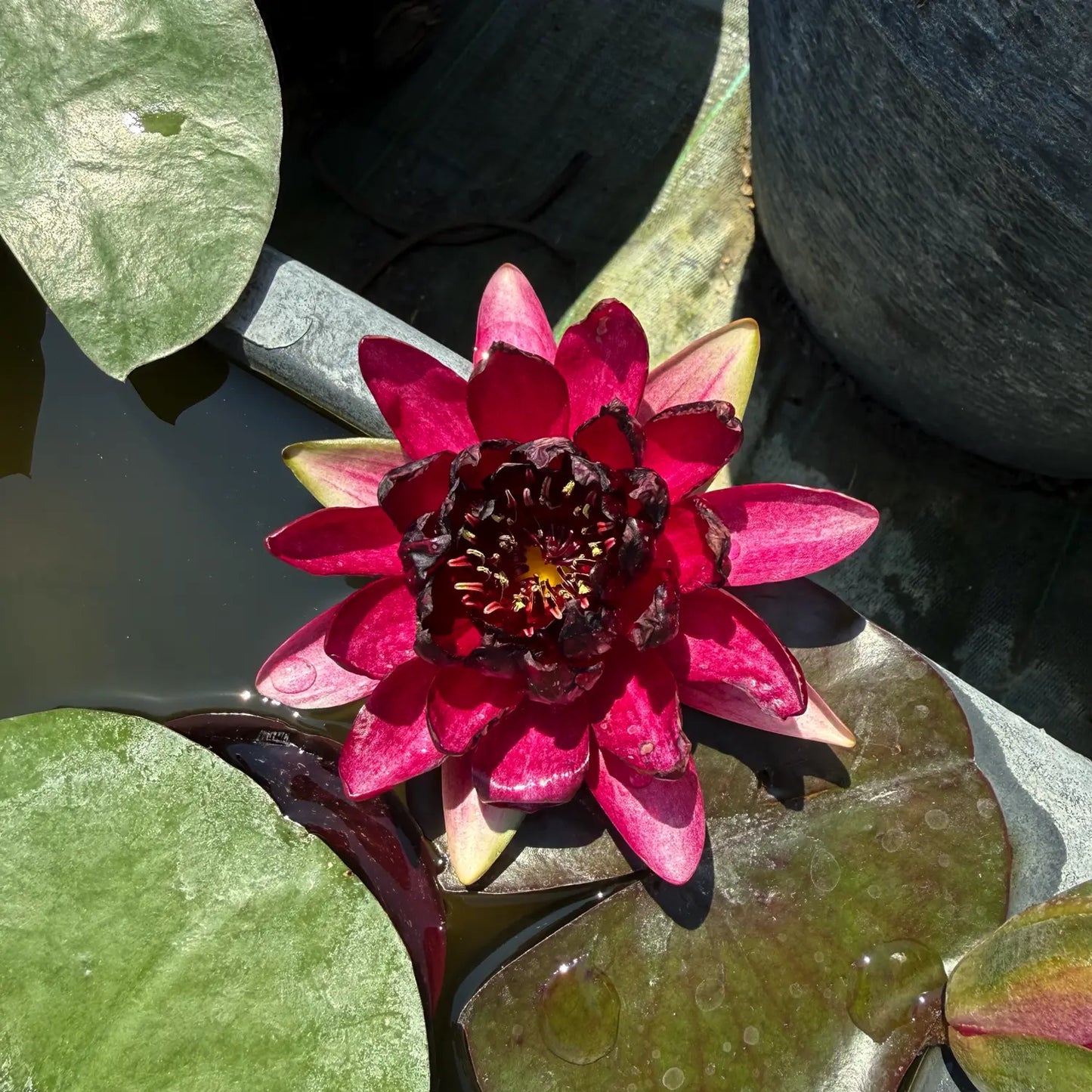 Ninfea Nymphaea Black Princess con grandi fiori rosso porpora scuro e foglie galleggianti, ideale per laghetti ornamentali, vasche e giardini acquatici.