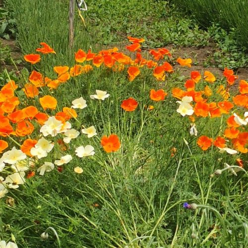 papavero della California, papavero Californiano, papaveri della California vendita, escolzia, Eschscholzia californica, piante perenni vendita online, vivaio online, vivaio papaveri, vendita semi di papavero, papaveri arancioni, papaveri bianchi, escolzia, vendita escolzia, Papaveri della California