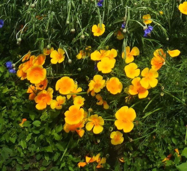 papaveri della California, papaveri californiano, vendita semi di papavero, papaveri vendita, vendita papavero, festa dei papaveri, vendita papaveri, vendita erbacee perenni, Eschscholzia californica