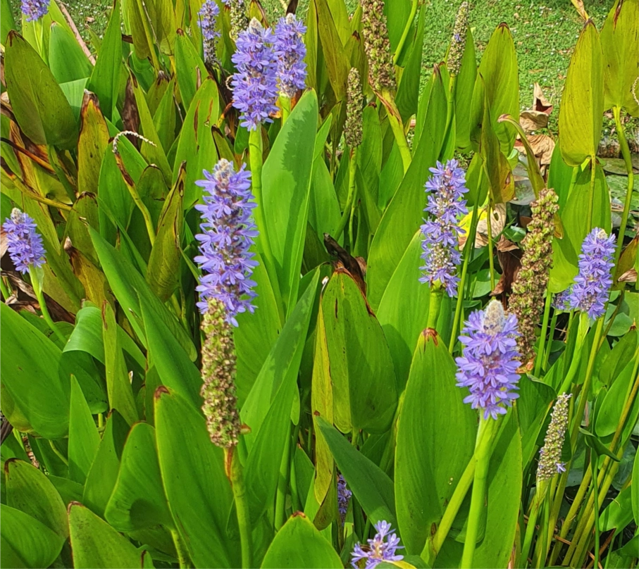 Pontederia cordata in fiore, pianta acquatica perenne con spighe viola e foglie cuoriformi, ideale per laghetti e bordi umidi.