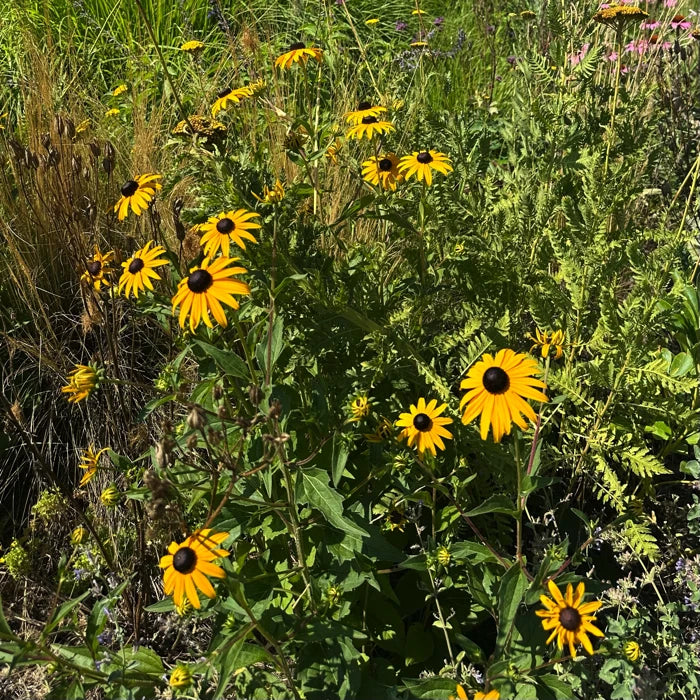 Rudbeckia fulgida Goldsturm fiore giallo perenne da giardino con centro scuro e lunga fioritura estiva