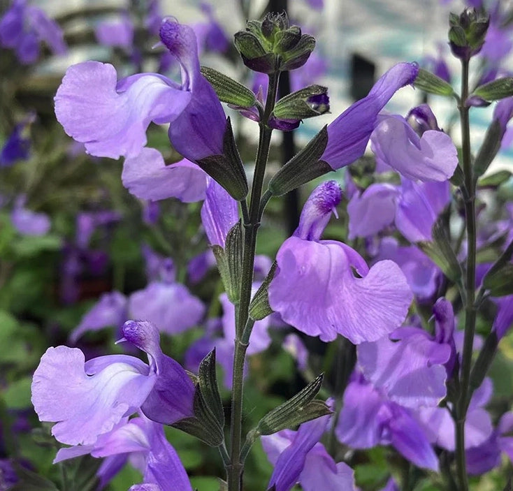 Salvia greggii ‘So Cool Pale Blue’, pianta ornamentale rifiorente con fiori azzurro chiaro