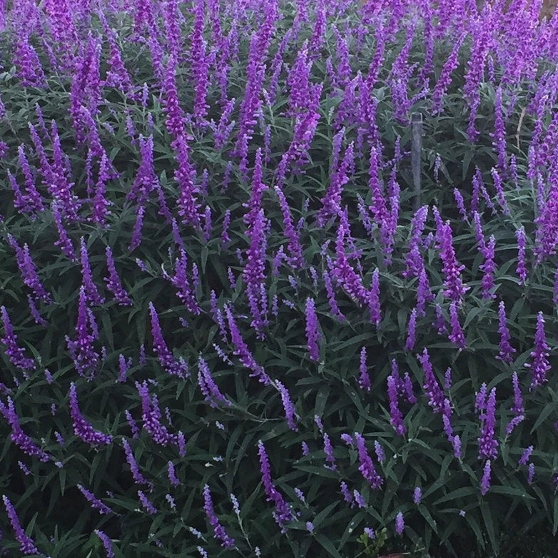 Salvia leucantha Santa Barbara pianta ornamentale con fiori viola vellutati da giardino