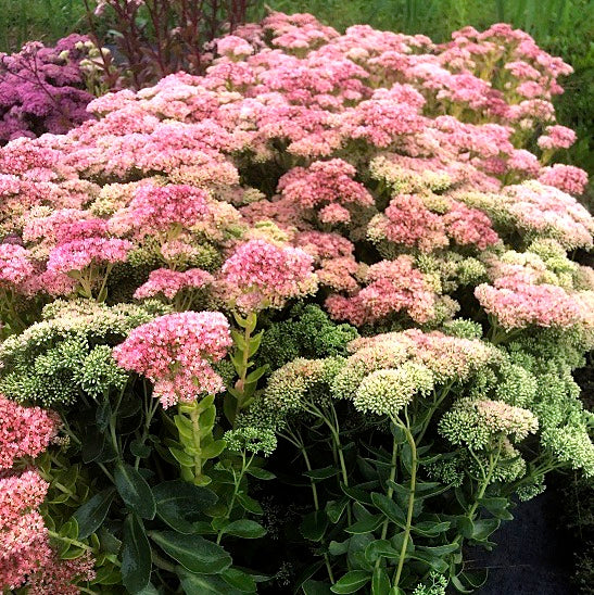 Il Sedum spectabile, è una pianta perenne erbacea caratterizzata da fusti succulenti eretti, foglie carnose di colore verde-grigio e grandi infiorescenze a ombrello di fiori stellati, solitamente rosa ma anche bianchi o rossi. È resistente, facile da coltivare in condizioni soleggiate e terreno ben drenato, ed è apprezzato per attirare farfalle e api. È una pianta ornamentale popolare per giardini, bordure e vasi, richiedendo poca manutenzione una volta stabilita.