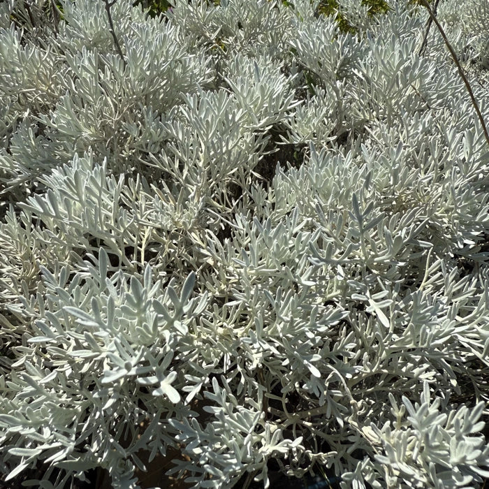 Senecio vira vira pianta ornamentale argentea con fogliame grigio ideale per giardino mediterraneo e bordure soleggiate