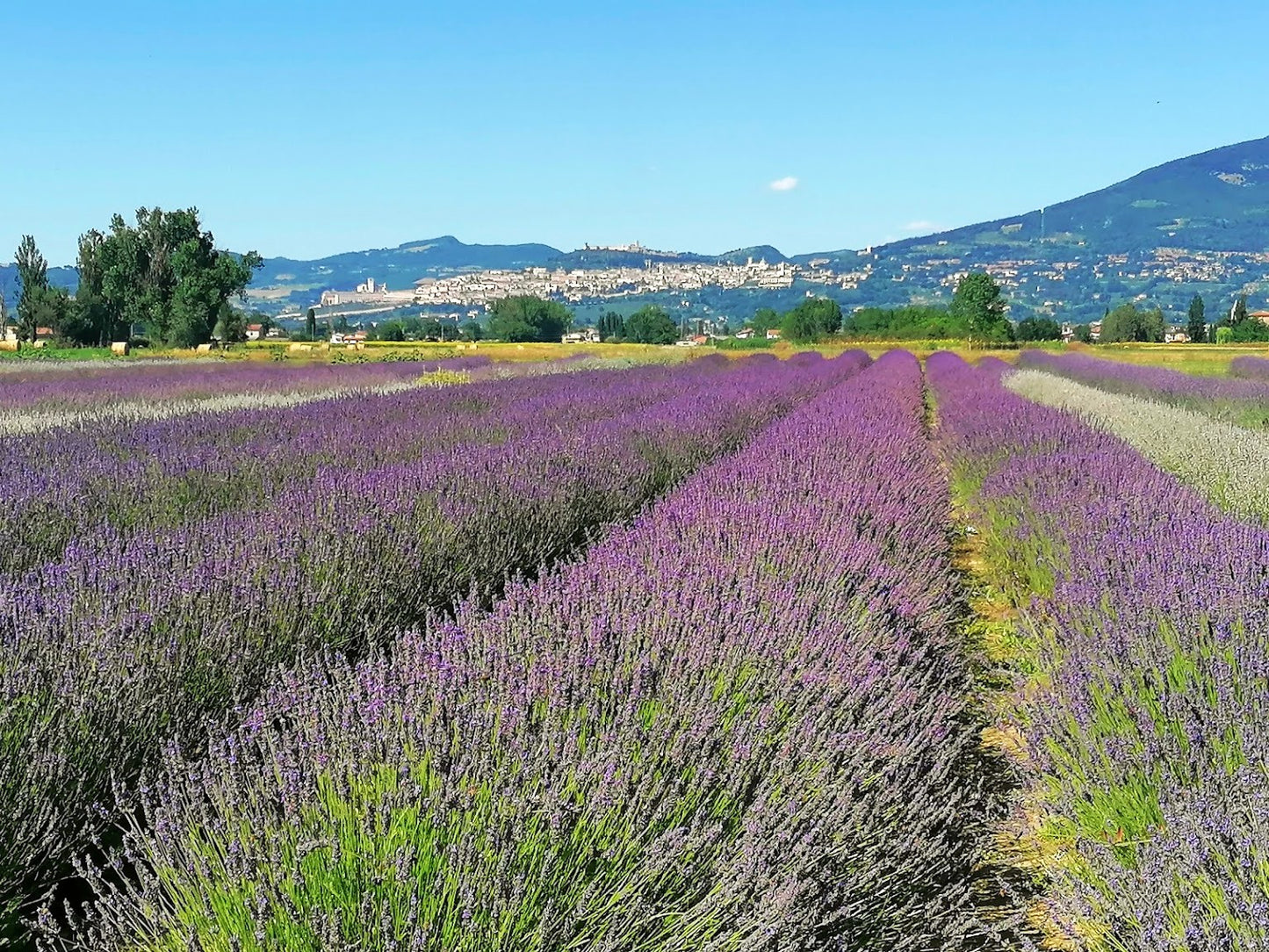 Visita campi di lavanda in fiore. Fioritura della lavanda