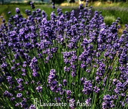 vendita lavanda angustifolia, vendita lavanda, lavanda melissa lillac, lavanda azzurra