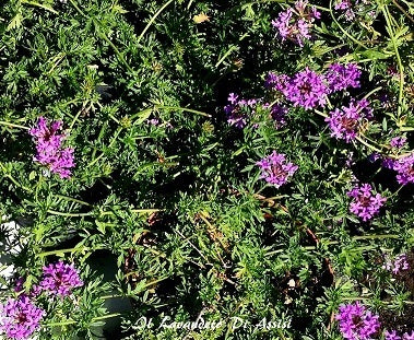 Verbena Pulchella. Verbena Pulchella è una erbacea perenne sempreverde, molto vigorosa, ottima pianta tappezzante, vive bene in pieno sole ma anche a mezz' ombra. Questa piantina può creare un tappeto erboso a bassa manutenzione e essere piantata al posto del prato inglese o del trifoglio ecc.. , infatti nelle zone a pieno sole rimane alta pochi centimetri 3/4 e anche al momento della fioritura rimane basse avendo a steli molto corti,