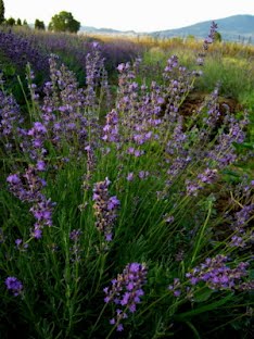 La Lavanda angustifolia "Cedar Blue" è una varietà di lavanda caratterizzata da cespugli compatti e aromatici. Le sue foglie lineari sono di un verde grigio argentato, mentre i fiori crescono in spighe di un bel colore blu-viola. Questa lavanda è ampiamente apprezzata per il suo profumo avvolgente e rilassante, che la rende ideale per la raccolta di fiori secchi e per la produzione di oli essenziali. "Cedar Blue" è una scelta popolare per giardini profumati e mediterranei.