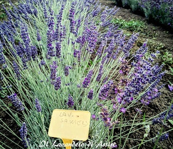 La Lavanda 'Sawyers' è una varietà di lavanda con foglie strette e lanceolate e fiori di colore viola. Questa pianta emana il caratteristico profumo aromatico della lavanda ed è ideale per giardini, bordure e aiuole grazie alla sua bellezza ornamentale. 'Sawyers' è conosciuta per la sua resistenza e il suo potere di attirare insetti benefici, come api e farfalle, contribuendo alla biodiversità del giardino.
