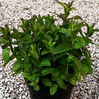 Menta piperita. Vendita menta piperita in vaso 14 cm, è una varietà di menta con foglie ovali, un forte aroma mentolato e un gusto fresco. È utilizzata in cucina e in erboristeria per le sue proprietà aromatiche e terapeutiche.