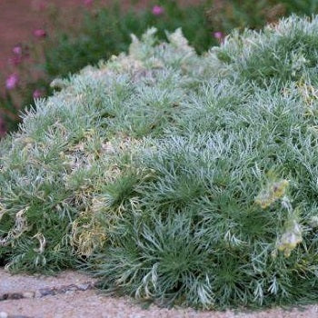 L'Artemisia schmidtiana Nana è una pianta perenne che ama l'esposizione soleggiata e un terreno roccioso.  Il suo periodo di fioritura va da Giugno ad agosto. raggiunge un altezza massima di 25 cm e il suo fiore è di colore giallo