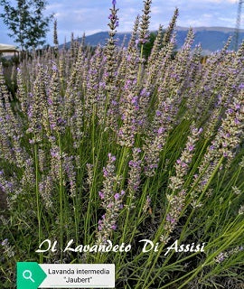 Lavanda intermedia 'Jaubert'