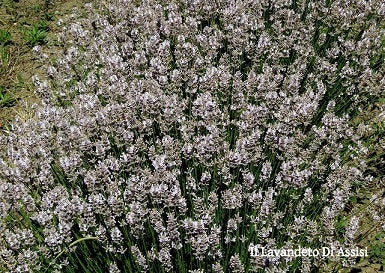 Lavande in offerta. La Lavandula angustifolia 'Miss Katherine' è una varietà di lavanda apprezzata per i suoi fiori di un vibrante colore rosa. Questa pianta emana il tipico profumo aromatico della lavanda ed è ideale per giardini, bordure e aiuole grazie alla sua bellezza ornamentale. 'Miss Katherine' aggiunge un tocco di colore unico alle aree verdi ed è nota anche per attirare insetti benefici come api e farfalle, contribuendo all'ecosistema del giardino.