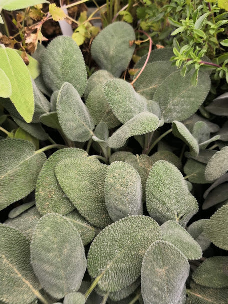 La Salvia officinalis maxima è una pianta perenne aromatica appartenente alla famiglia delle Lamiaceae. Di solito cresce fino a 30-60 cm di altezza e ha foglie grigio-verdi grandi, ovali, con un profumo distintivo. I fiori tubolari sono di colore blu-violetto. Comunemente coltivata per scopi culinari, medicinali e ornamentali, la salvia è apprezzata per il suo aroma e le sue proprietà benefiche.