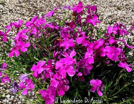 Vendita Phlox subulata in vaso 14 cm, è una pianta versatile e resistente, apprezzata per la sua fioritura fuxia primaverile abbondante e il suo aspetto tappezzante. La varietà di colori disponibili lo rende una scelta popolare per colorare giardini e spazi esterni.