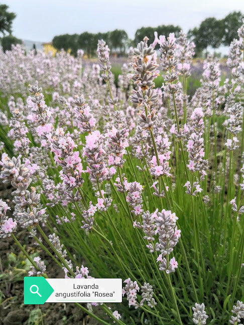 Vendita Lavandula angustifolia "Rosea" . Piante di lavanda vendita online. Lavanda rosea è una varietà di lavanda dalle delicate tonalità rosa dei fiori, che la distinguono dalle varietà tradizionali con fiori viola. Questa pianta aromatica emana un profumo fresco e rilassante ed è ampiamente coltivata per l'uso in giardini, bordure e per scopi aromatici. È nota per attirare api e farfalle, contribuendo alla biodiversità del giardino.