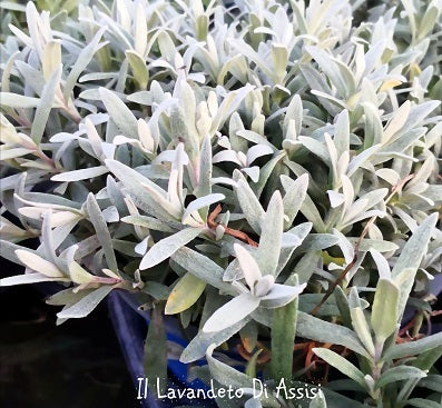 Cerastium tomentosum. Pianta perenne sempreverde tappezzante e ricadente con foglie argentate, altezza 10/15 cm fiori bianchi a aprile a giugno vive bene al sole ma anche nelle zone semi ombreggiate, è una pianta molto robusta, adatta ai muretti alle scarpate, davanti nelle aiuole, nelle balconiere, una piantina che cresce bene e a non ha bisogno di cure. Cerastium tomentosum vaso 14