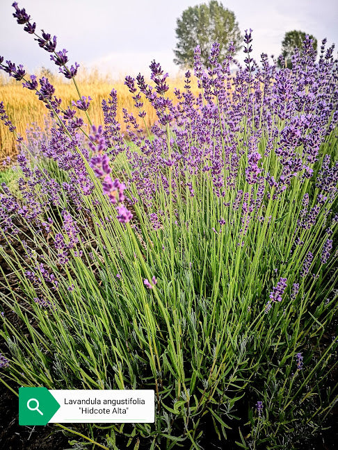 lavanda angustifolia, lavanda vera, lavanda blu, lavandula blu, Giardinaggio e piante da giardino, vendita lavanda
