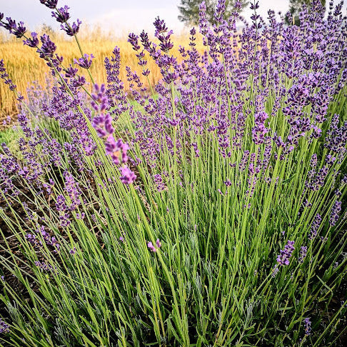 lavanda angustifolia, lavanda vera, lavanda blu, lavandula blu, Giardinaggio e piante da giardino, vendita lavanda