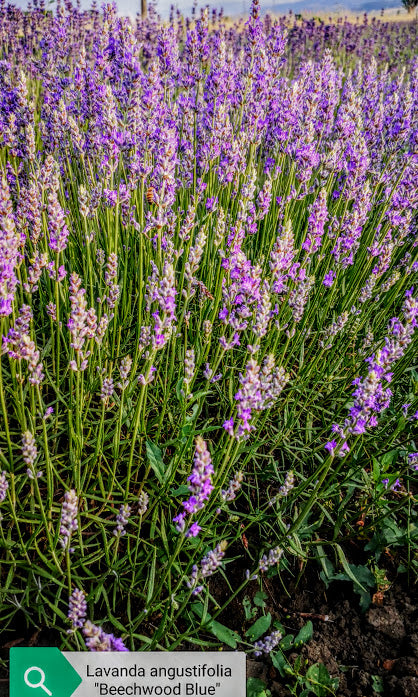 vendita lavanda, vendita piante di lavanda