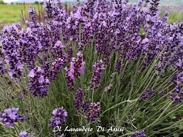 La Lavandula angustifolia 'Little Blue' è una varietà compatta di lavanda con fiori dal colore blu intenso. Questa pianta di dimensioni ridotte cresce fino a circa 30-45 centimetri di altezza ed è ideale per giardini di piccole dimensioni, bordure e vasi. 'Little Blue' conserva il classico profumo aromatico della lavanda ed è nota per attirare insetti benefici come api e farfalle. È una scelta popolare per colorare e profumare gli spazi esterni più limitati.
