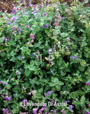 Nepeta Faassenii six hills giant è una pianta perenne, con foglie grigie e profumate; E' una delle nepete più alte infatti cresce fino a circa 70 centimetri; fiorisce continuamente da primavera a fine autunno con molti fiori sulla tonalità del lilla/blu , ama stare al sole o in mezz'ombra. Può essere usata per bordura di media altezza.