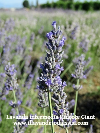 La Lavanda intermedia 'Hidcote Giant' è una varietà di lavanda nota per i suoi fiori di colore viola profondo e il suo profumo avvolgente. Questa pianta cresce in modo vigoroso ed è ideale per giardini e aiuole grazie alla sua bellezza ornamentale. 'Hidcote Giant' è una scelta popolare per colorare e profumare gli spazi esterni.