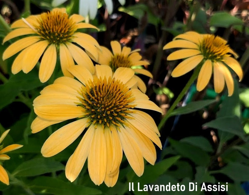 L'Echinacea paradoxa gialla Vaso 14 cm, è una cultivar di Echinacea, una pianta perenne appartenente alla famiglia delle Asteraceae. Questa cultivar è nota per i suoi fiori gialli brillanti a forma di grande margherita che sbocciano in estate. Le foglie di questa pianta sono verde scuro e hanno una forma allungata, è una pianta resistente e facile da coltivare, adatta a giardini e parchi.