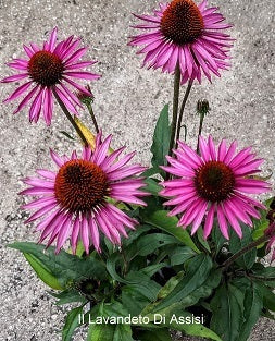 Echinacea Picabella (R) Vaso 16, 17 cm, altezza 50 cm, è una varietà di Echinacea, una pianta perenne appartenente alla famiglia delle Asteraceae. Questa varietà è nota per i suoi fiori di colore rosa brillante che sbocciano in estate. Le foglie di questa pianta sono verde scuro e hanno una forma allungata. Echinacea pianta vendita