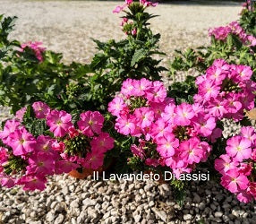 La Verbena canadensis rosa intenso è una varietà di Verbena caratterizzata da fiori di un rosa vibrante e intenso. Questa pianta tappezzante forma tappeti fioriti con fogliame verde medio e attira farfalle e altri impollinatori. Adatta per giardini ornamentali e aiuole, offre un tocco vivace e colorato al paesaggio.