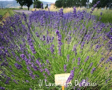 Varietà nata nei nostri campi, cespuglio sempreverde di dimensioni medie, con steli piuttosto corti, colore viola/blu abbastanza acceso,è molto profumata è adatta anche balcone o bordure meglio se a gruppi di 2/3.  Raggiunge cm 50 di diametro e 50 cm in altezza in piena fioritura, è molto profumata, i fiori sono adatti anche per tisane, è resistente sia al caldo che al freddo.  Rifiorente nelle zone miti.   Le lavande odiano i ristagni ma in balcone in estate vanno annaffiate.