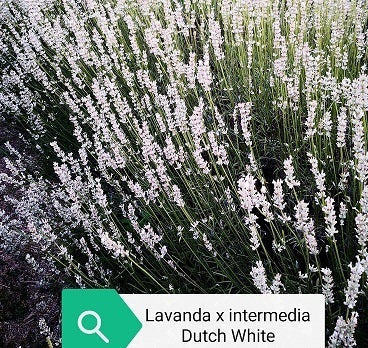 Lavanda intermedia Dutch White   Una lavanda intermedia con il fiore di colore bianco, la lavanda Dutch White è di grandi dimensioni simile alla lavanda classica o gry edge.   Altezza 90 cm profumata, fiorisce da metà giugno a fine luglio.