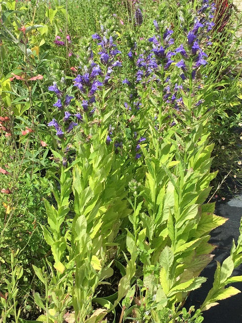 La Lobelia erinus blu è una pianta annuale con fiori a campana di colore blu vivace, ideale per giardini e fioriere.