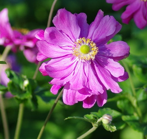 L'Anemone hupehensis japonica 'Prinz Heinrich' è una varietà di anemone notevole per la sua fioritura intensa. Con un'altezza solitamente compresa tra i 60 e gli 80 centimetri, produce fiori semi-doppi di un vibrante colore rosa-magenta durante l'estate e l'inizio dell'autunno. Le foglie verdi sono di solito divise e lobate, creando un interessante sfondo per i fiori. Apprezzato nei giardini perenni, 'Prinz Heinrich' aggiunge un tocco di colore e eleganza alle aiuole.