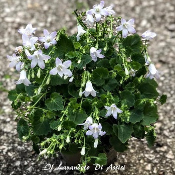 Campanula carpatica a fiore bianco/azzurro chiaro. Bellissima piantina perenne tappezzante e rustica, fiorisce in primavera è sempreverde con foglioline piccole e graziose. Sopporta il gelo e il caldo. vaso 12