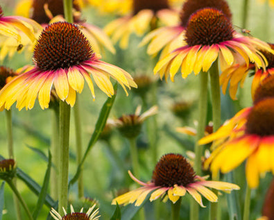 Echinacea Parrot (R) è una cultivarvarietà di Echinacea, una pianta perenne appartenente alla famiglia delle Asteraceae. Questa varietà è nota per i suoi fiori di colore giallo-arancione che sbocciano in estate.